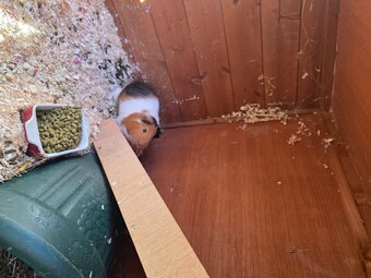Guinea pigs 5 boys 
