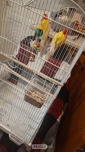 Eastern albino rosellas (extremely rare) M/F lovebirds 