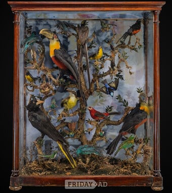 WANTED ANTIQUE TAXIDERMY heads, rugs, cased birds, feet