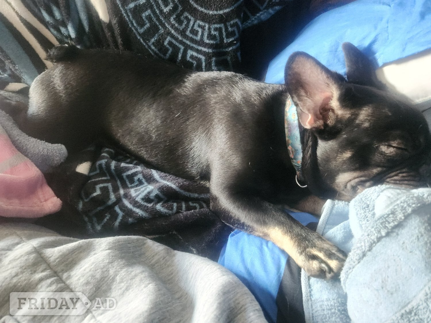 4 puppy left for sale 