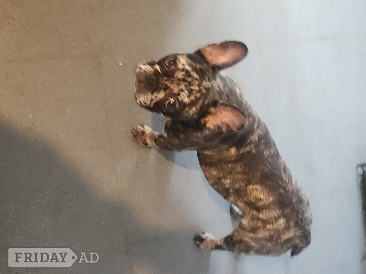 Walsall 4 puppy left for sale 