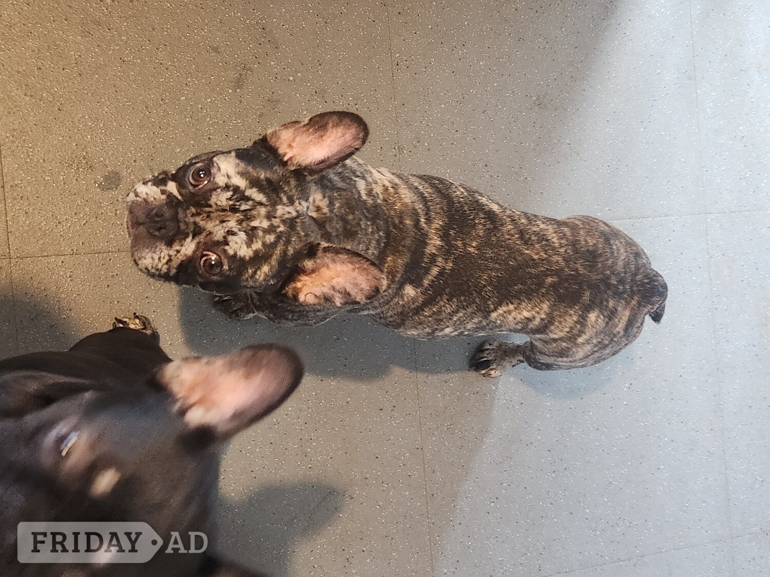 4 puppy left for sale  - Dogs & Puppies in Walsall