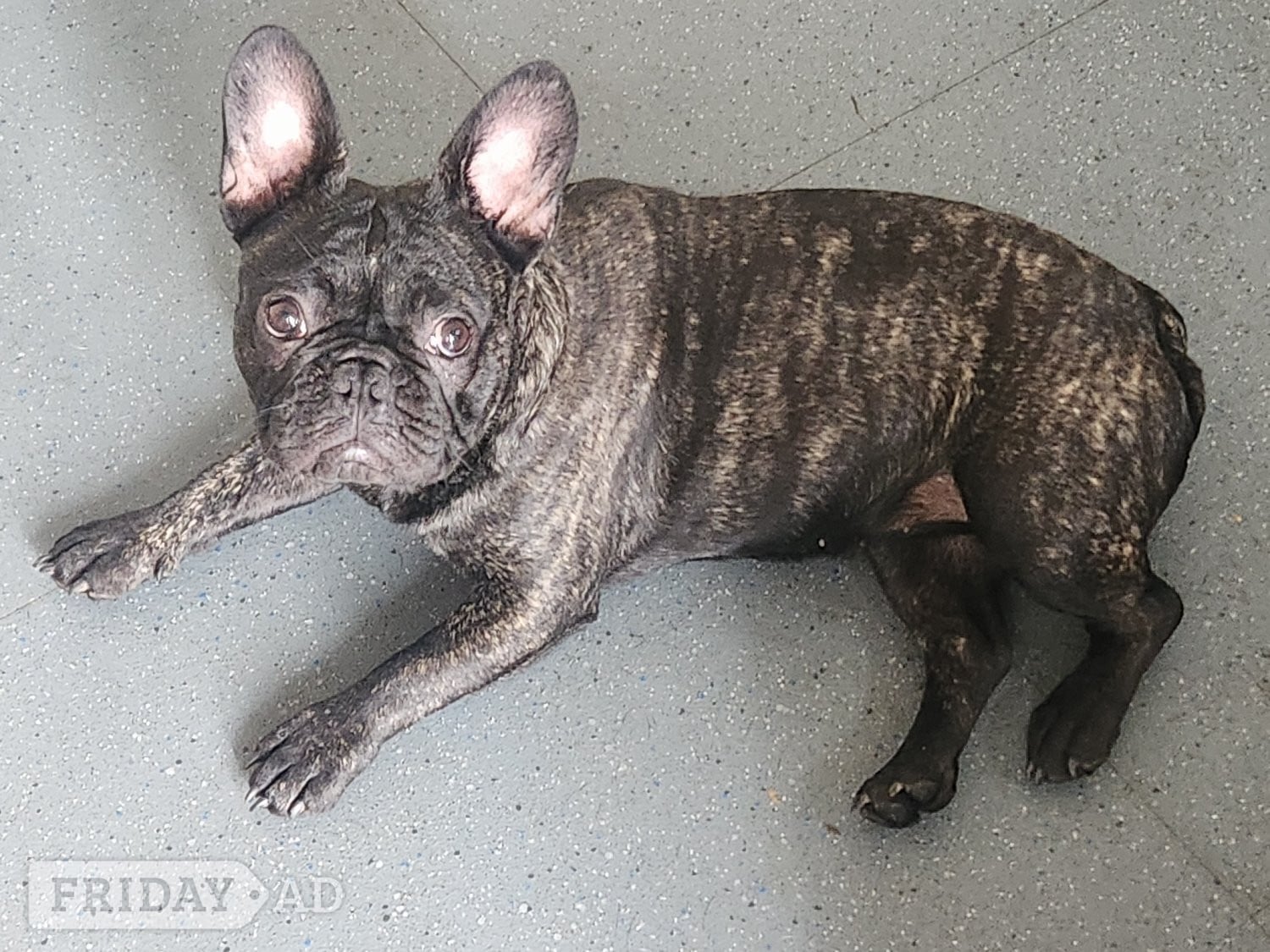 4 puppy left for sale  - Dogs & Puppies