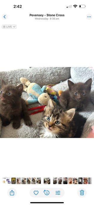 Rare stunning chocolate kittens 