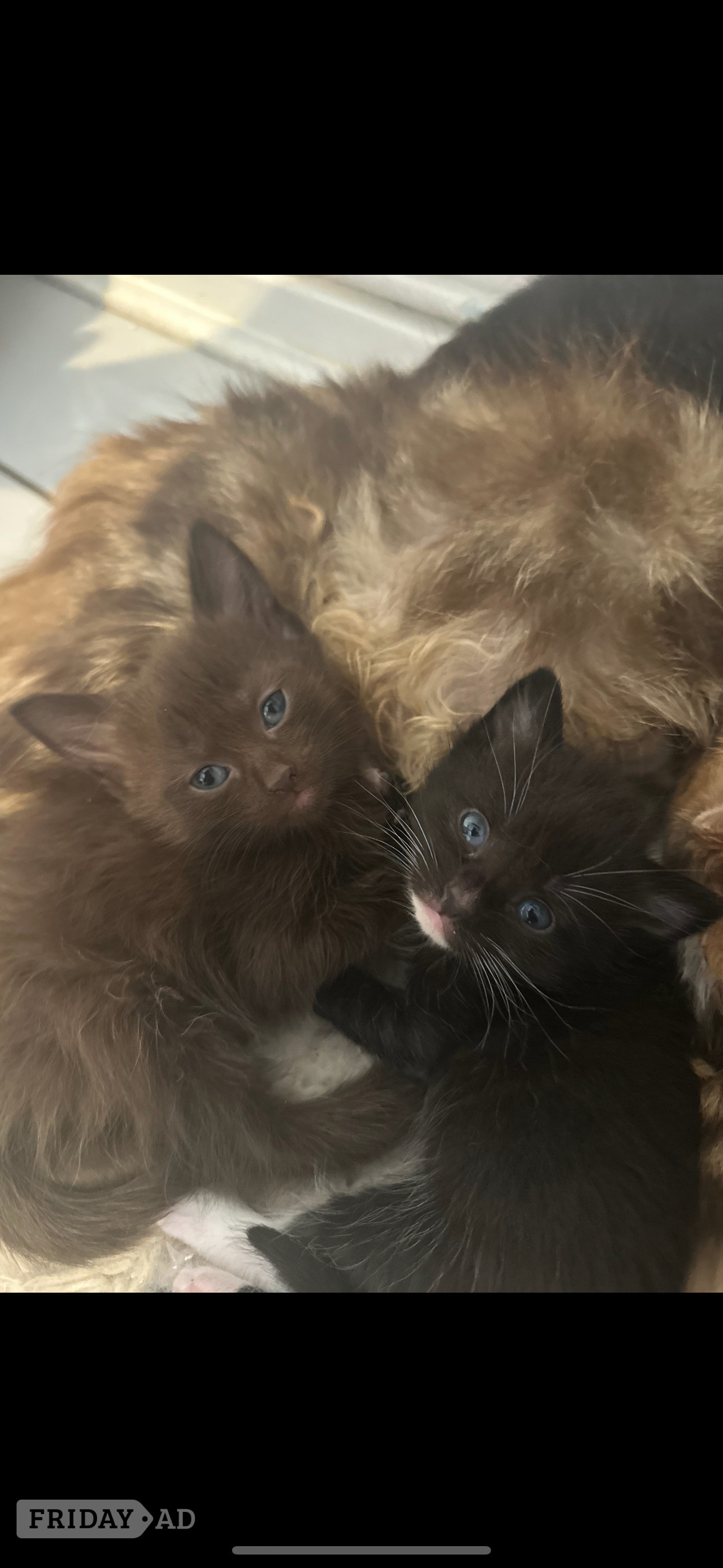 Rare stunning chocolate kittens 