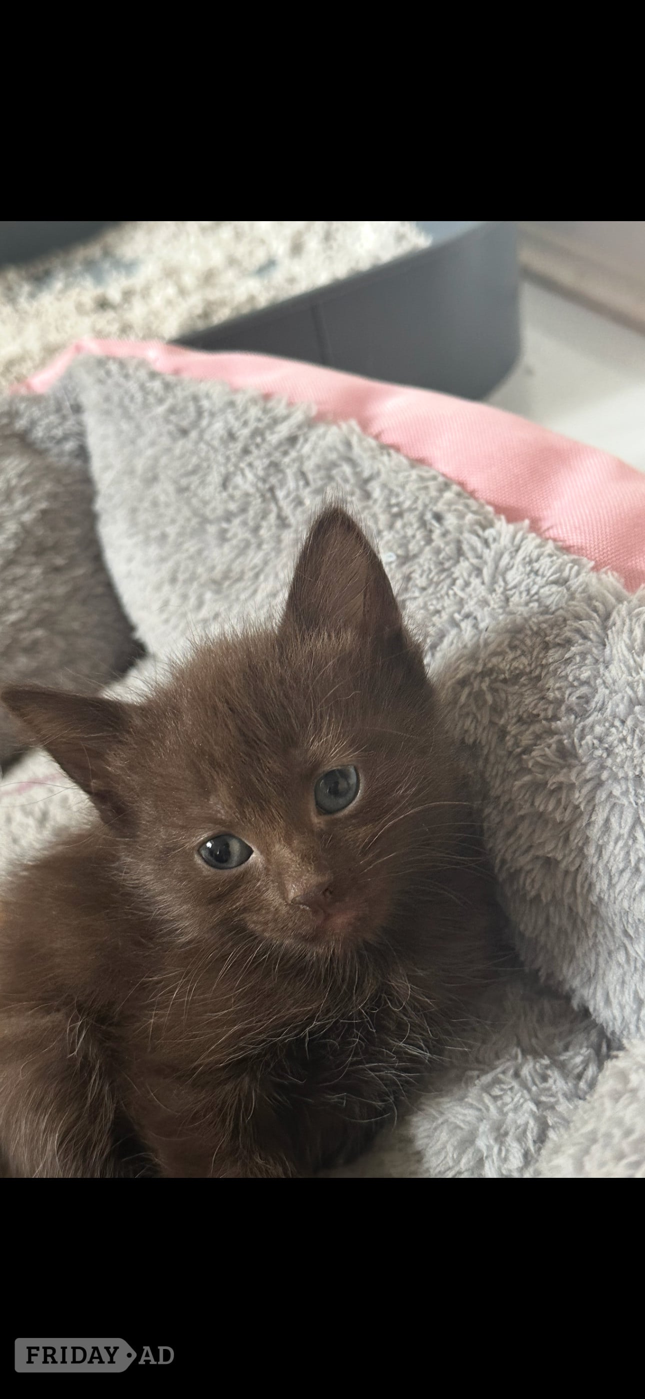 Eastbourne Rare stunning chocolate kittens 