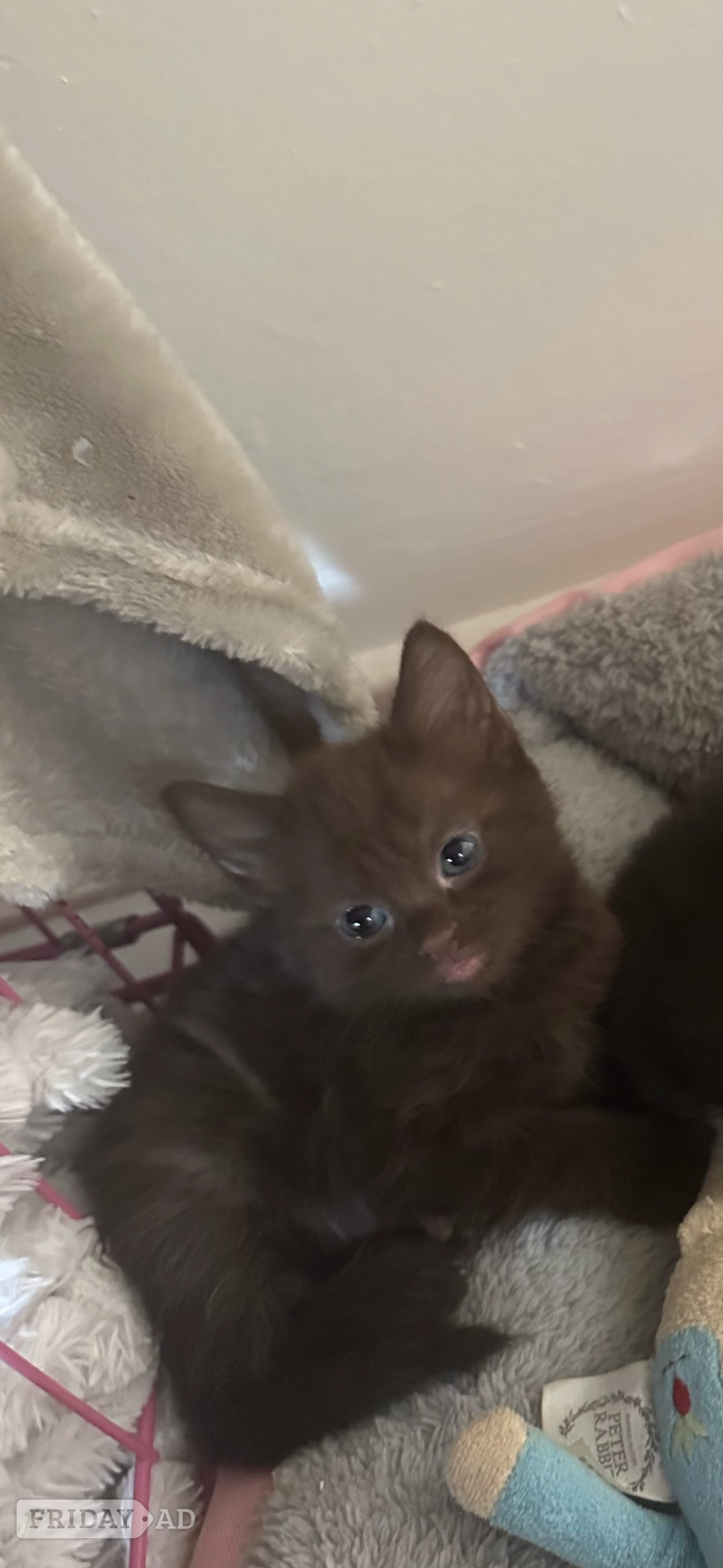 Rare stunning chocolate kittens  - Cats & Kittens in Eastbourne