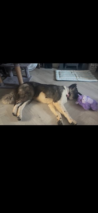 Akita bitch for rehoming