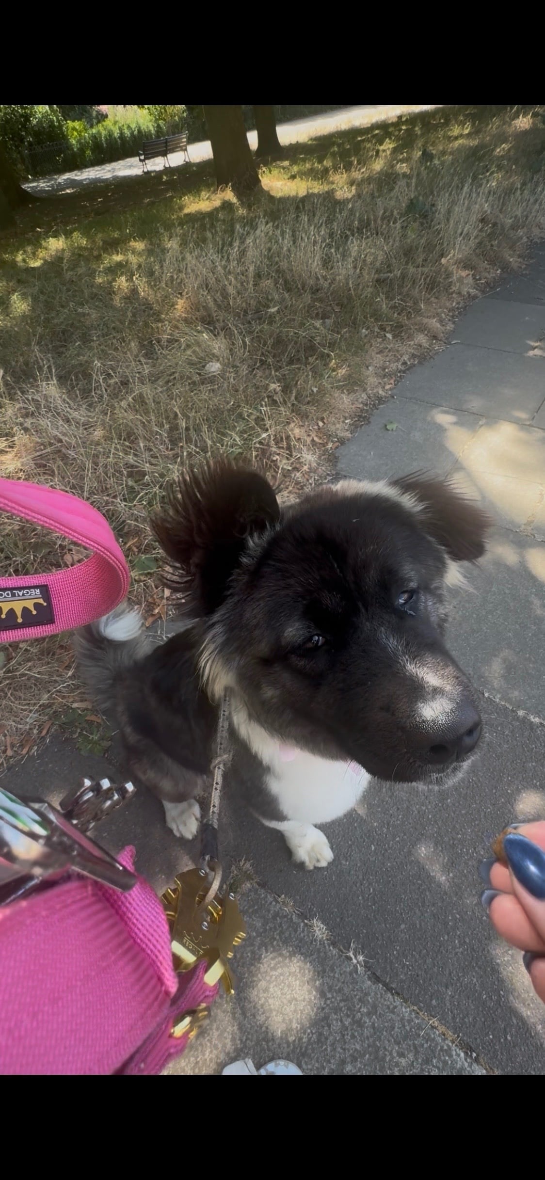 Akita bitch for rehoming