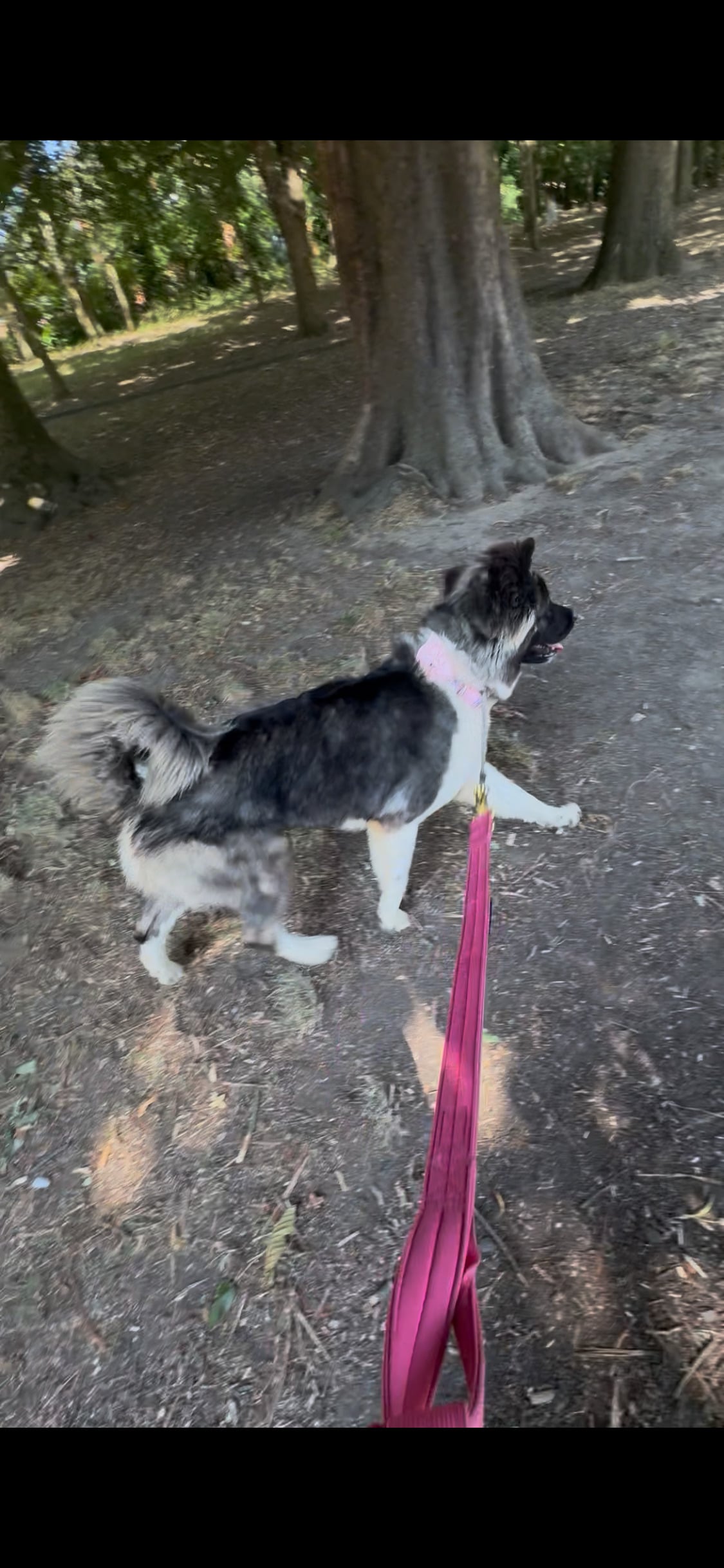 Brighton Akita bitch for rehoming