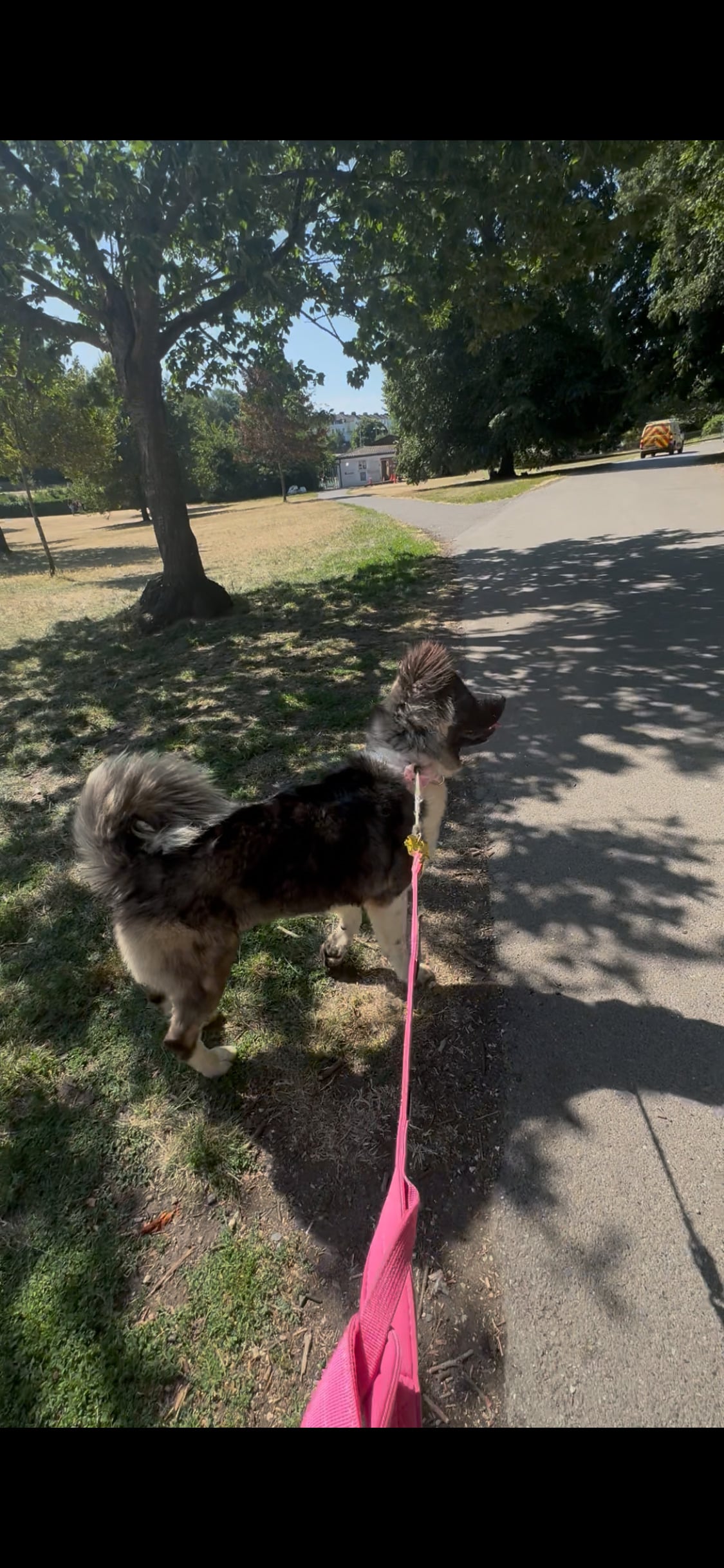 Akita bitch for rehoming - Dogs & Puppies in Brighton