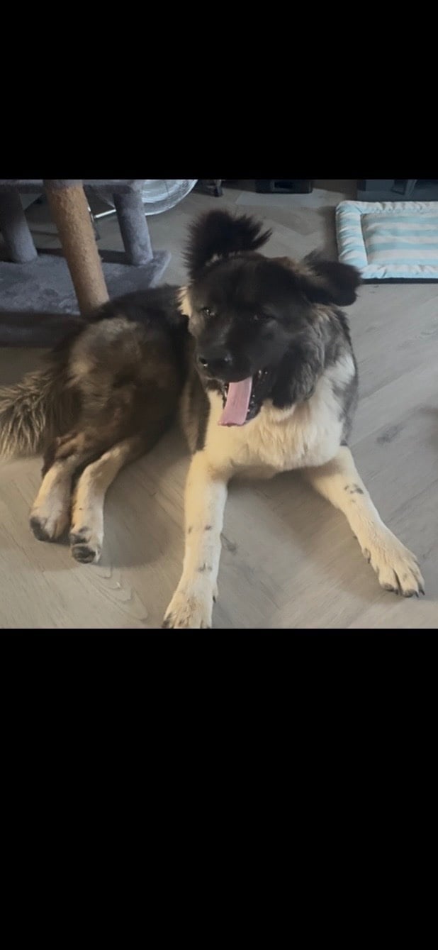 Akita bitch for rehoming - Dogs & Puppies