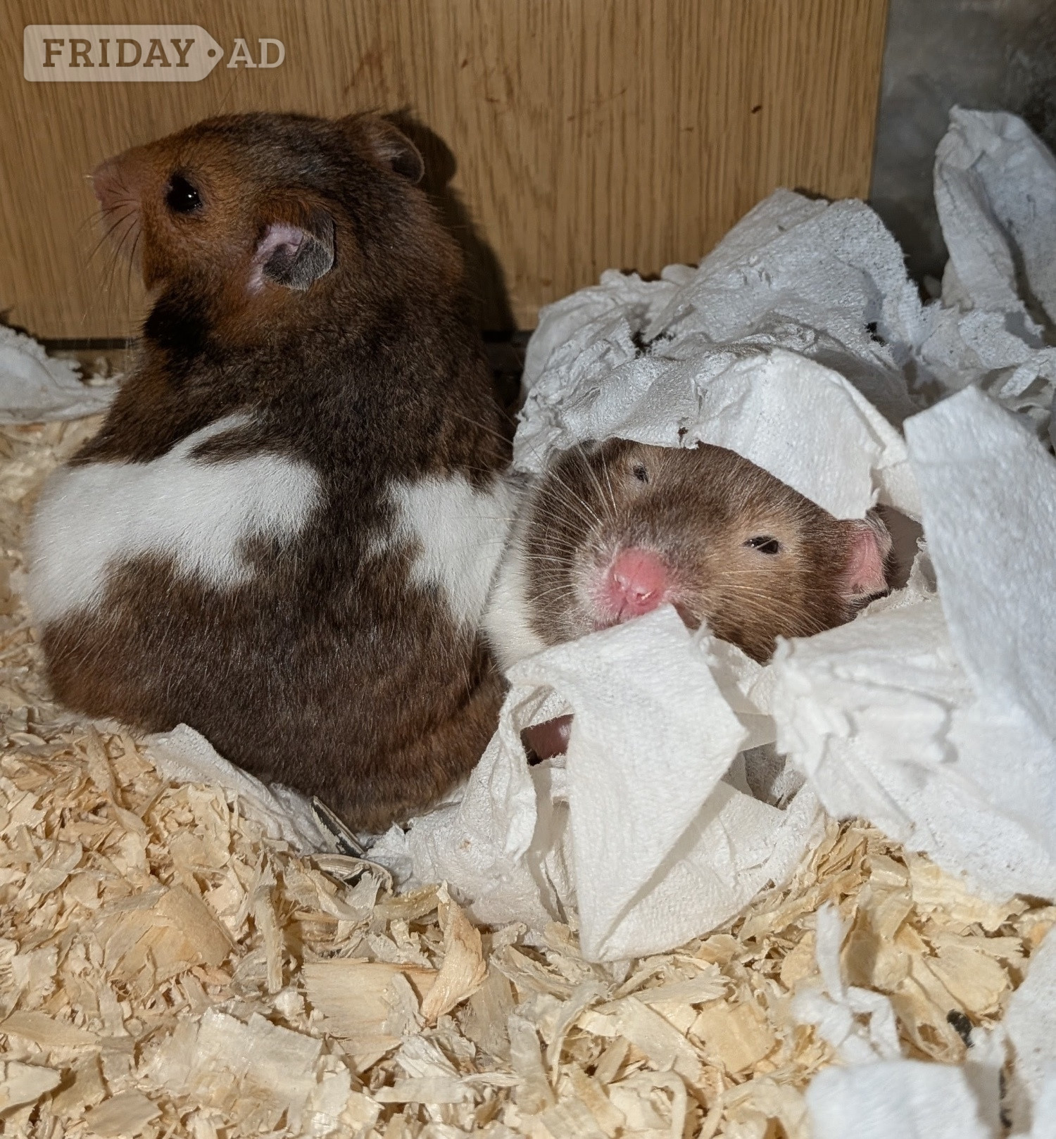 young Syrian Hamsters