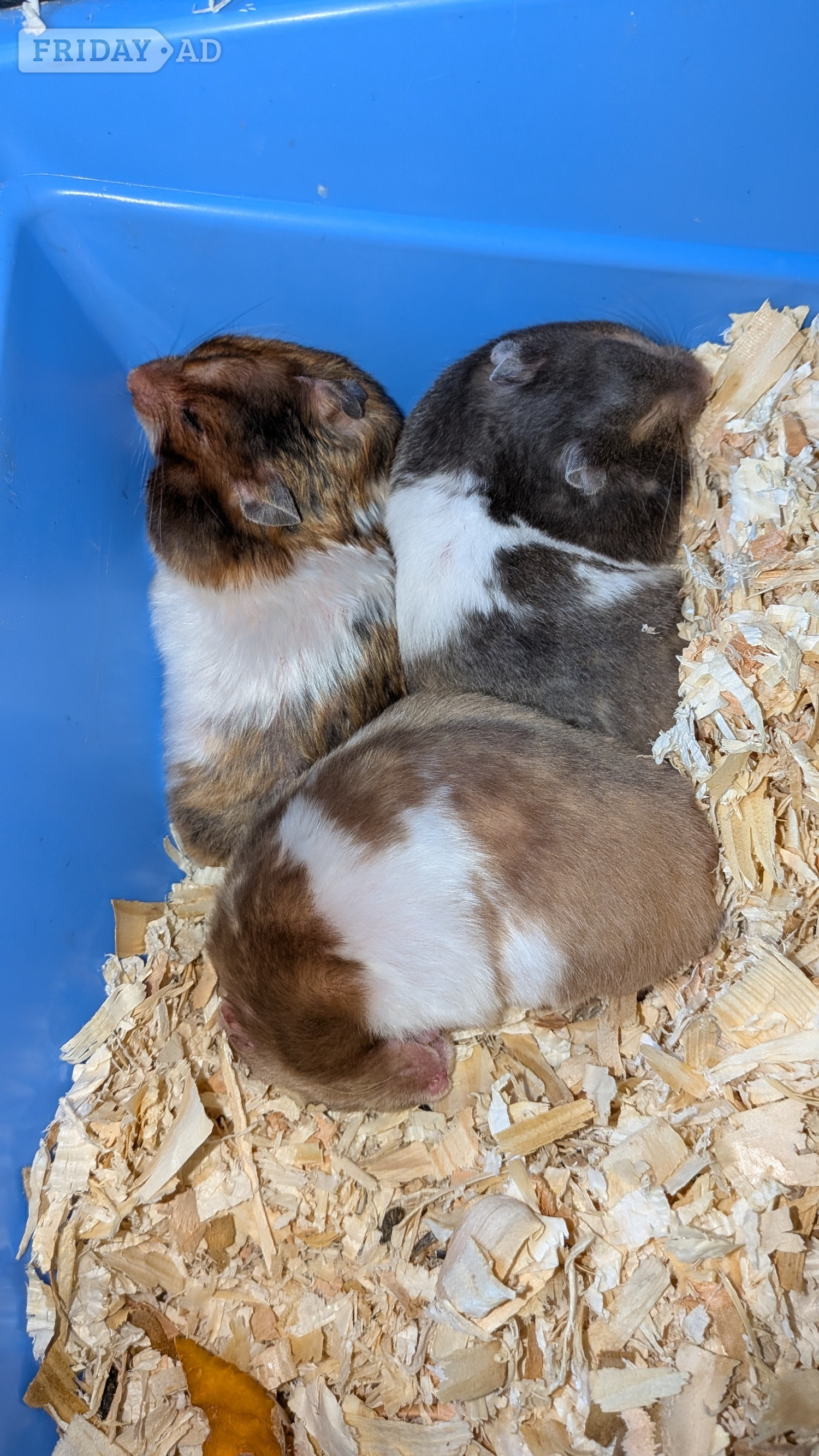 young Syrian Hamsters