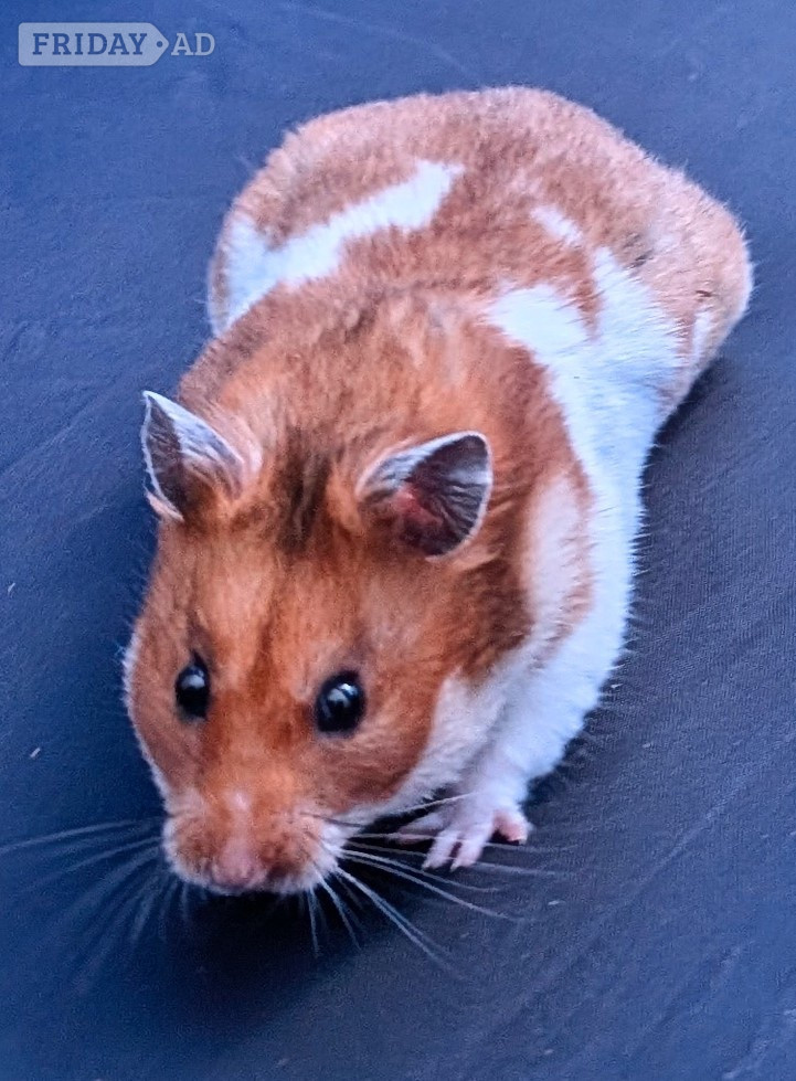  young Syrian Hamsters