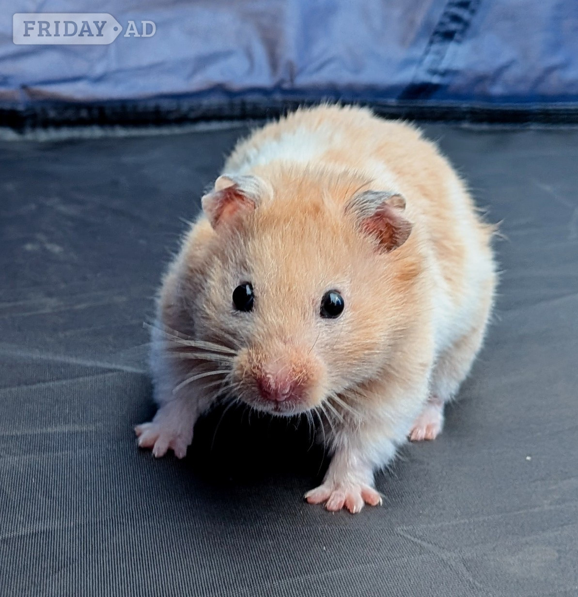young Syrian Hamsters - Guinea Pigs & Small Furries