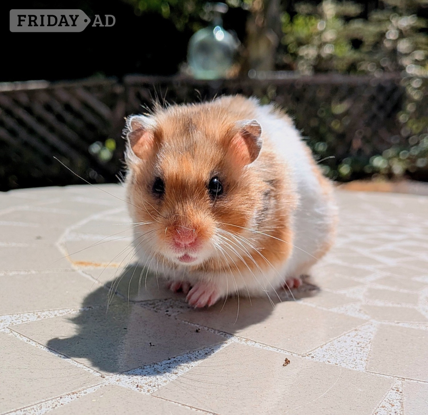 young Syrian Hamsters - Guinea Pigs & Small Furries