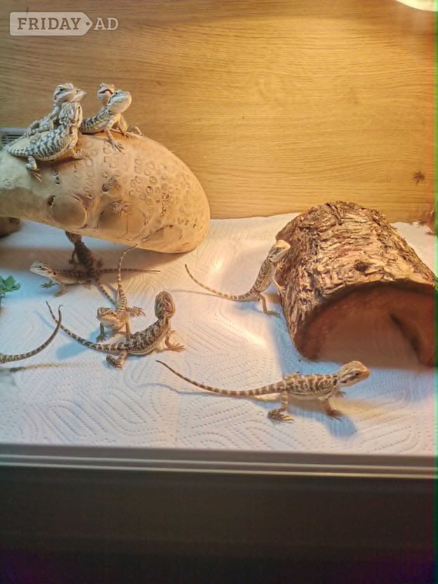 baby bearded dragon - Reptiles & Amphibians