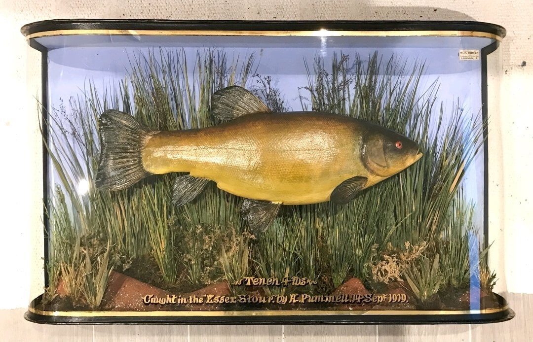 wanted CASED FISH stuffed fish by J.COOPER & SONS best prices paid john cooper antique taxidermy