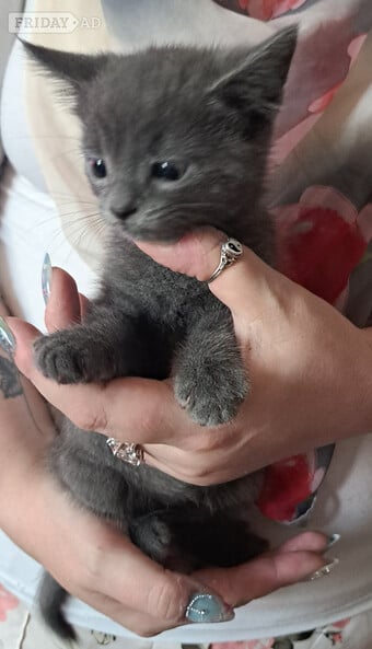 4 Baby kittens two boys and two girls
