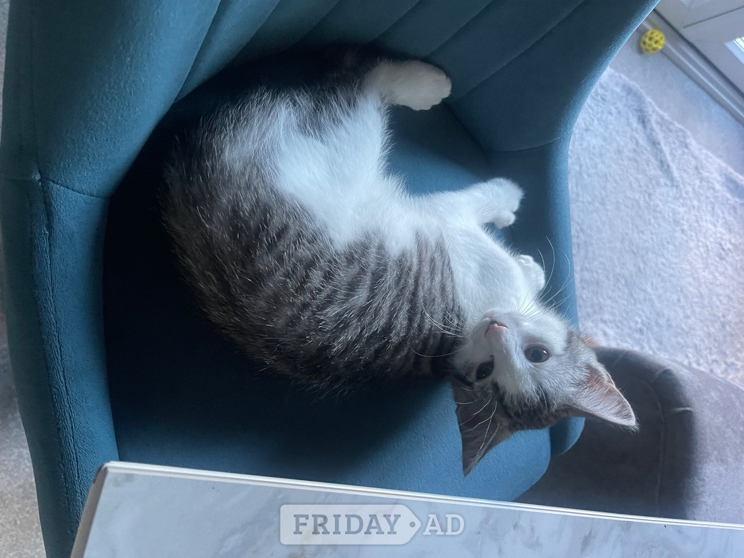 Bengal X Main Coon kittens in Eastbourne