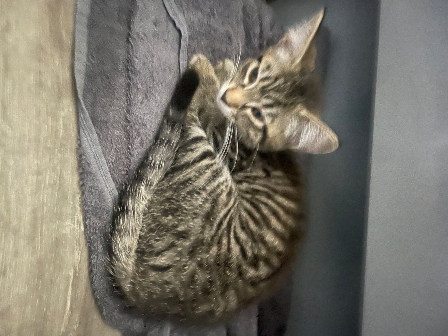 Bengal X Main Coon kittens