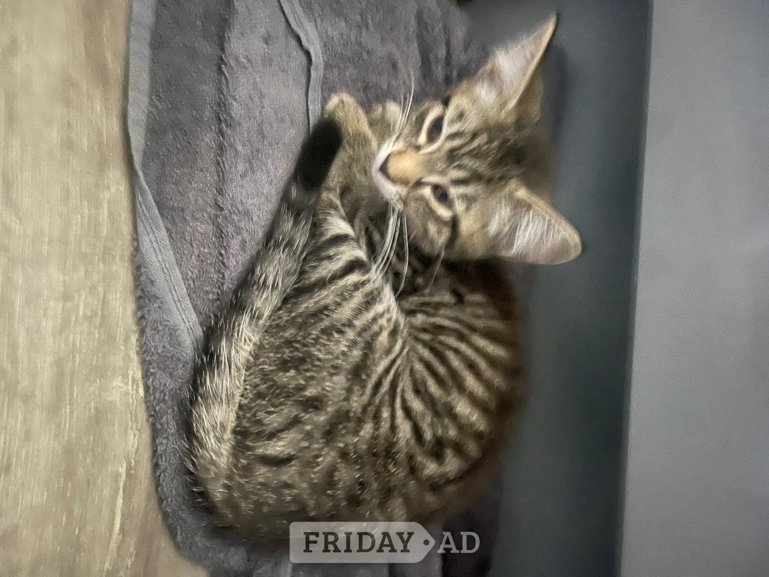 Bengal X Main Coon kittens
