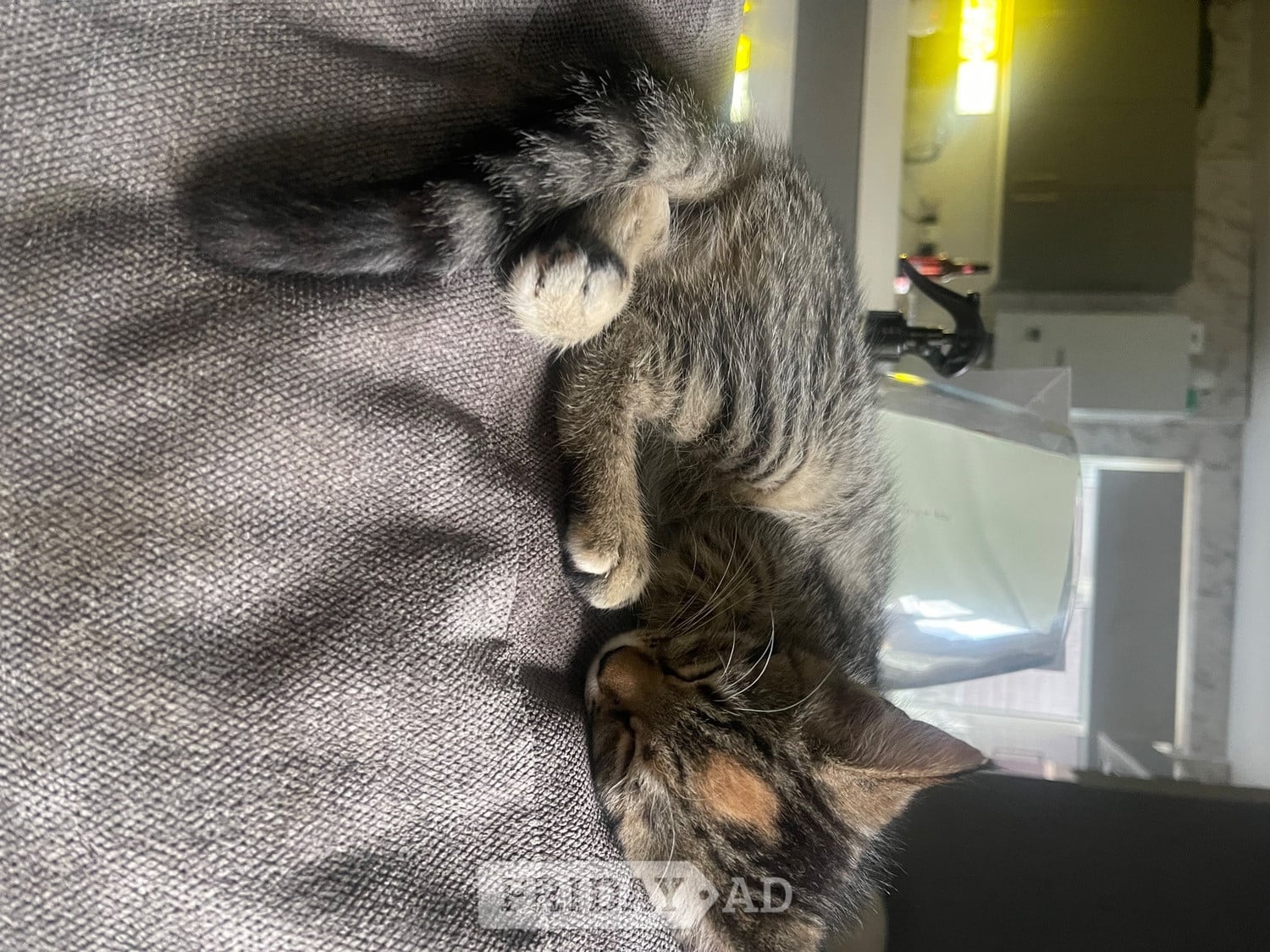 Eastbourne Bengal X Main Coon kittens