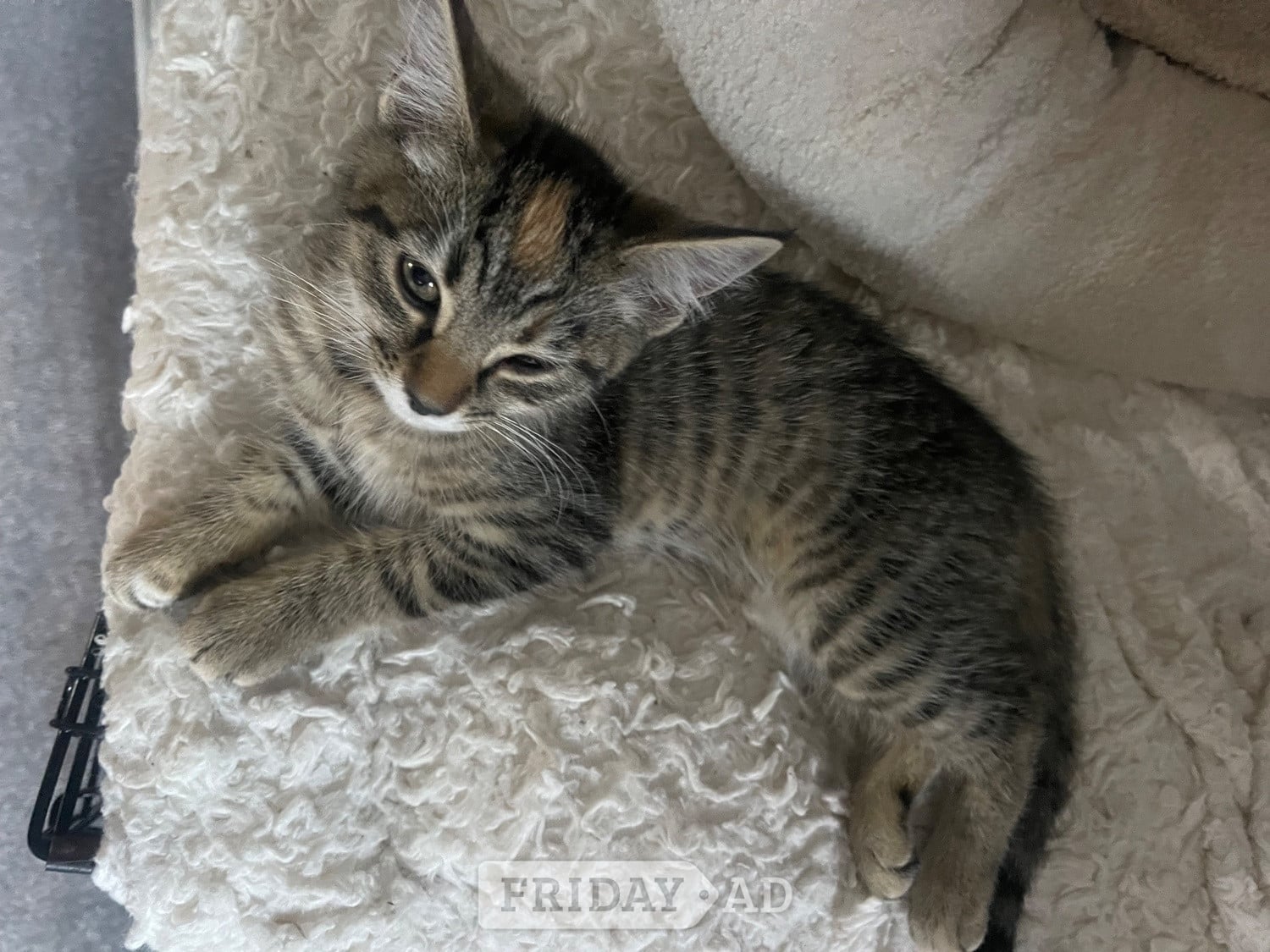 Bengal X Main Coon kittens - Cats & Kittens in Eastbourne