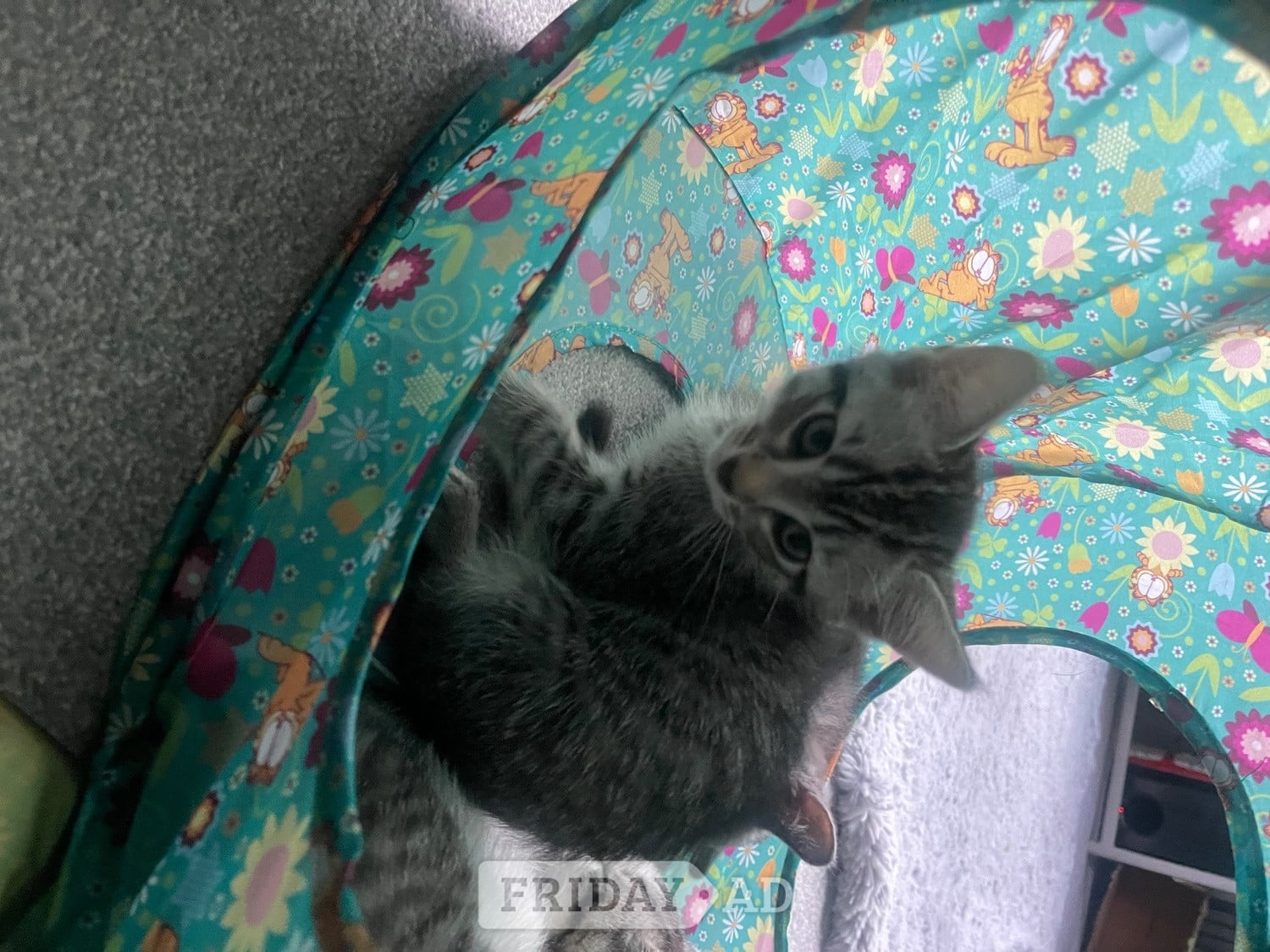 Bengal X Main Coon kittens - Cats & Kittens