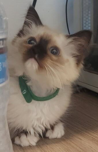 Purebred Ragdoll Kittens