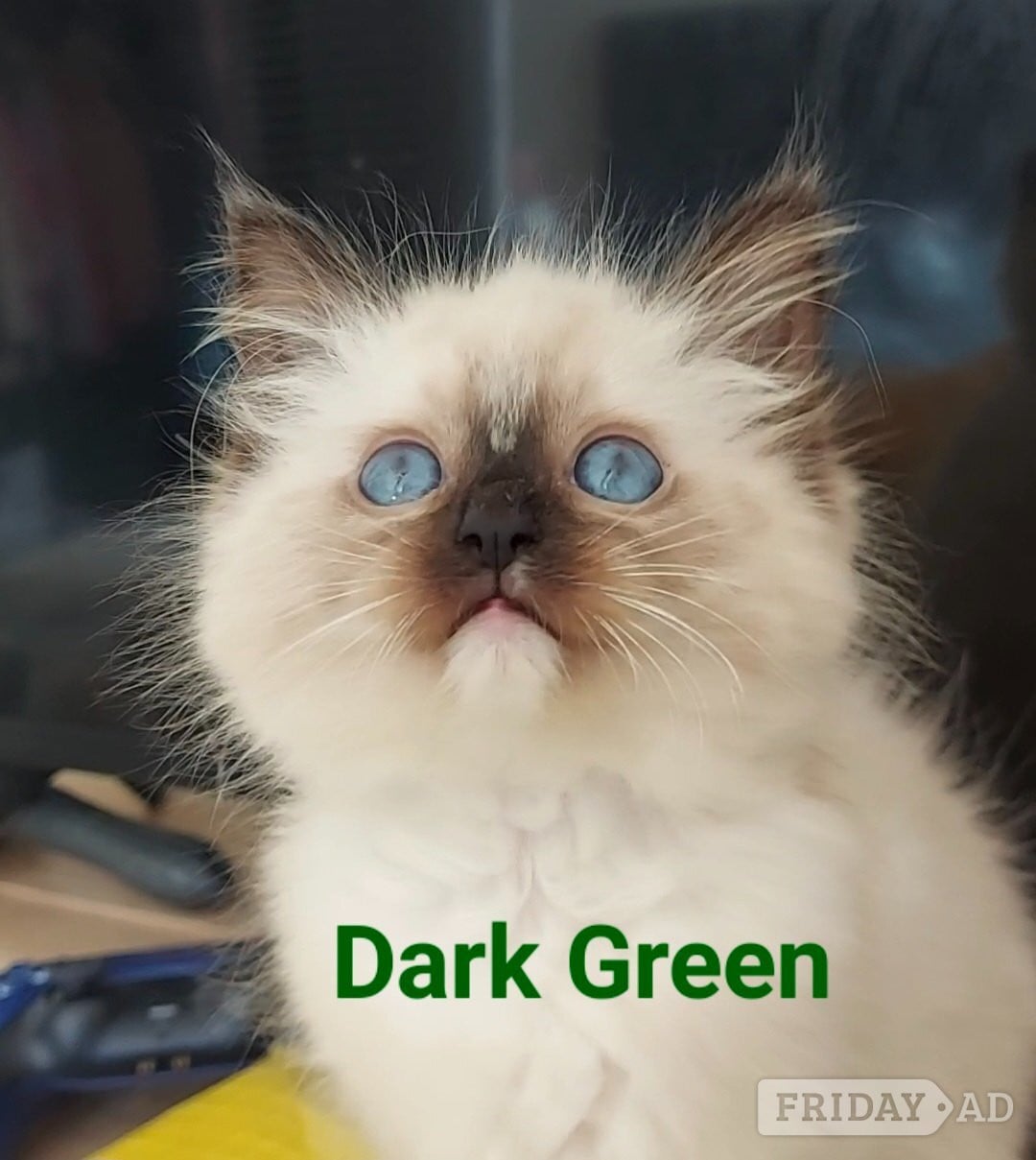 Purebred Ragdoll Kittens