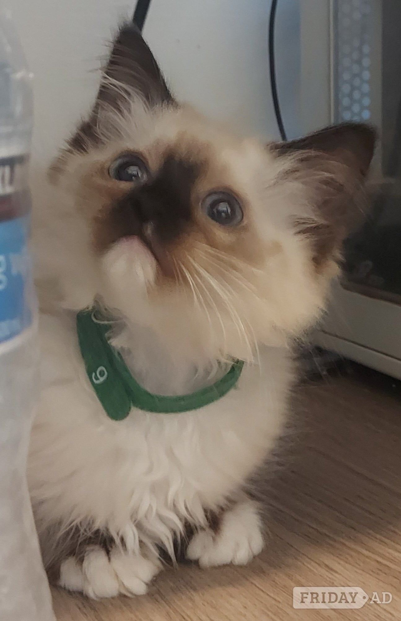 Purebred Ragdoll Kittens in Glasgow