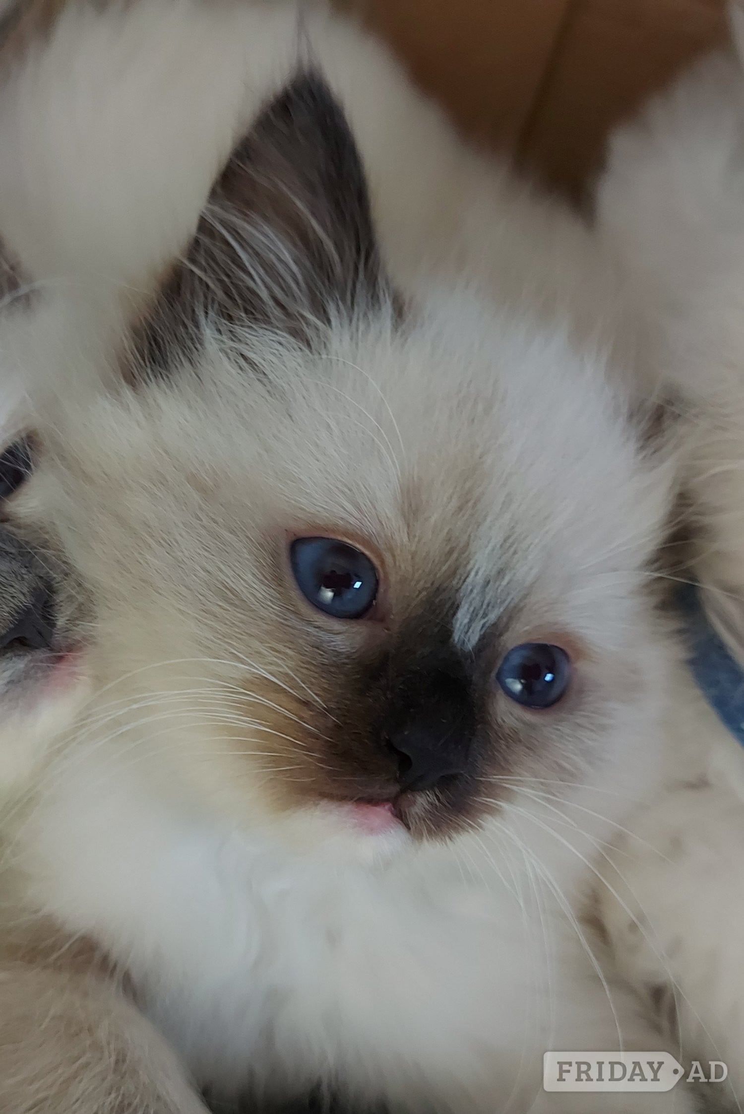 Glasgow Purebred Ragdoll Kittens