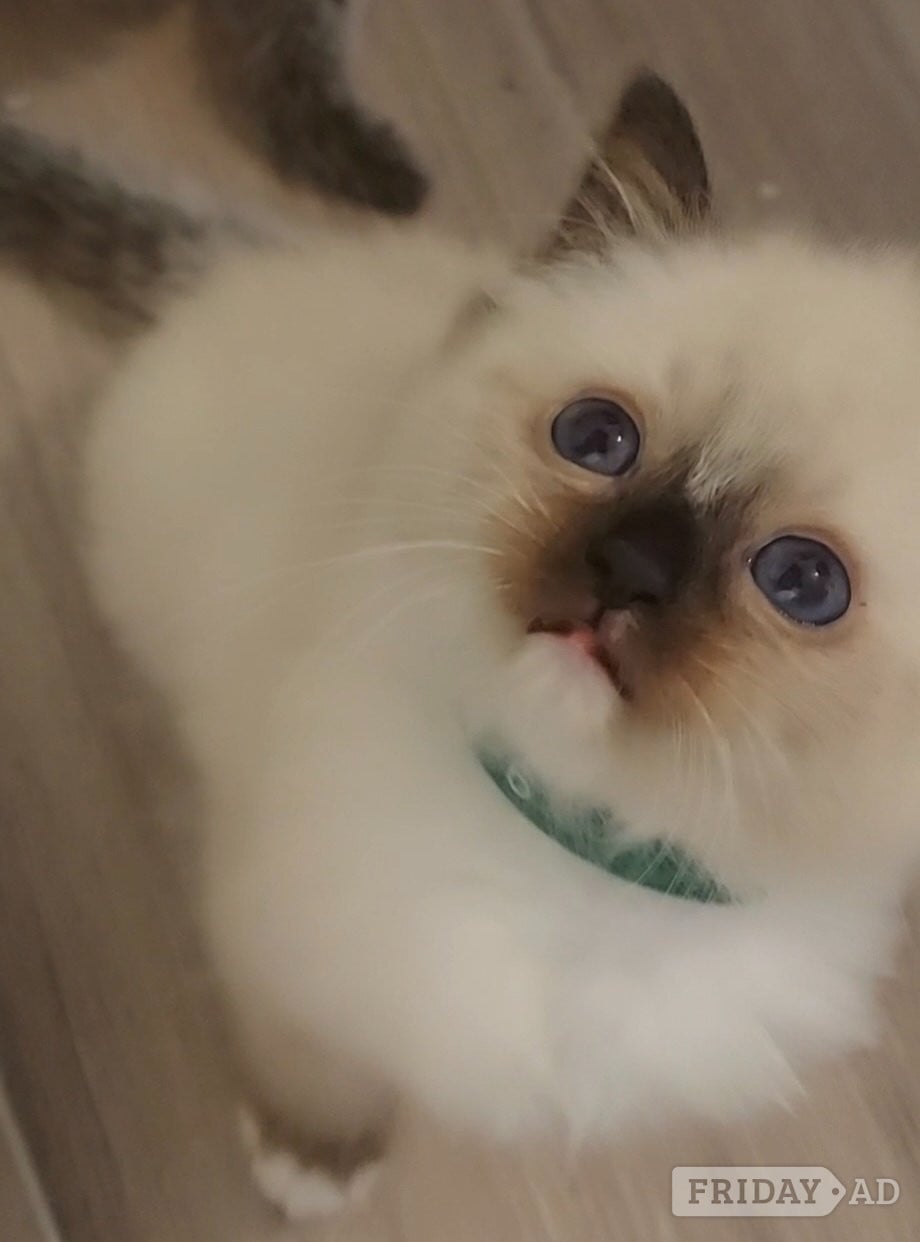 Purebred Ragdoll Kittens - Cats & Kittens in Glasgow