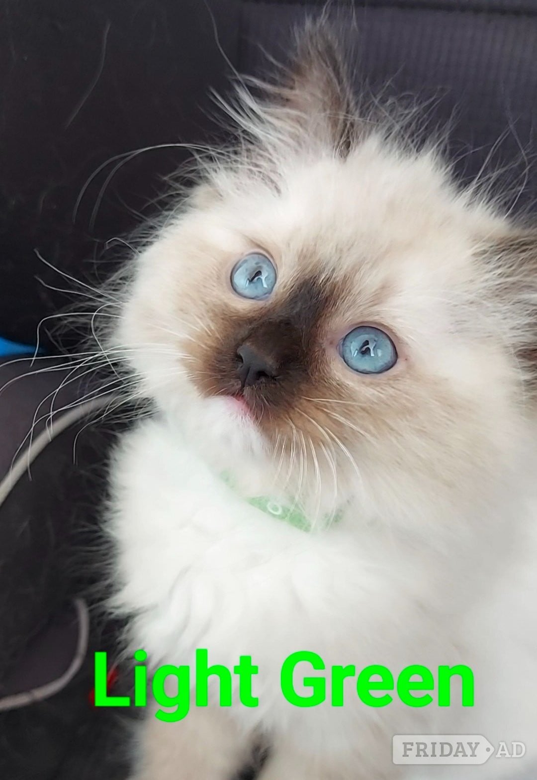 Purebred Ragdoll Kittens - Cats & Kittens