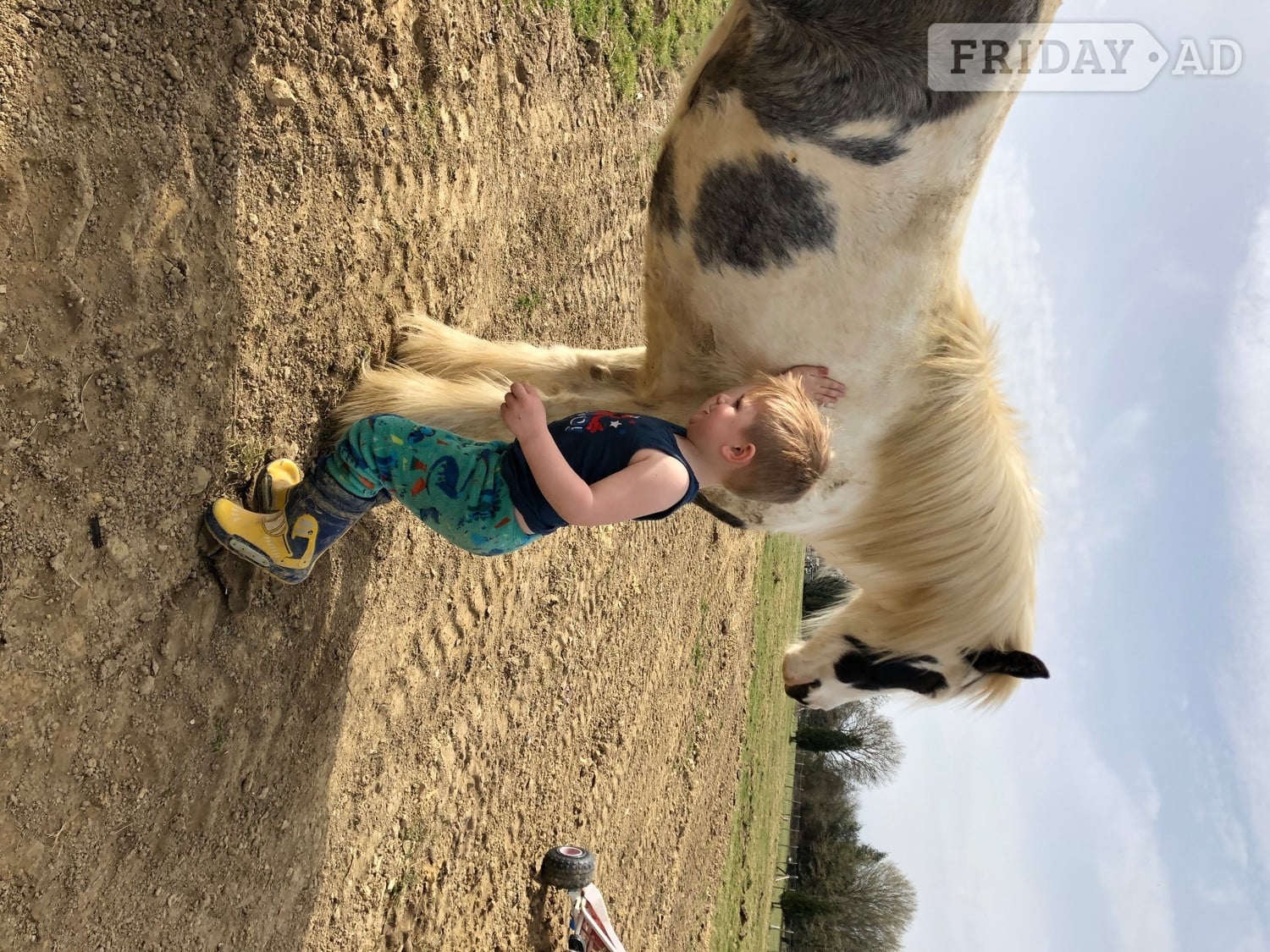 Boombroof gorgeous cob - Horses