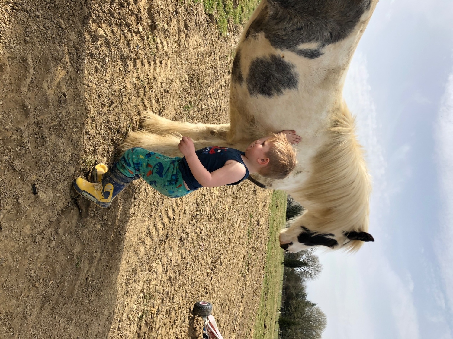 Boombroof gorgeous cob - Horses