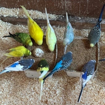 Bird Rehoming Service - small birds budgie, canaries, finches