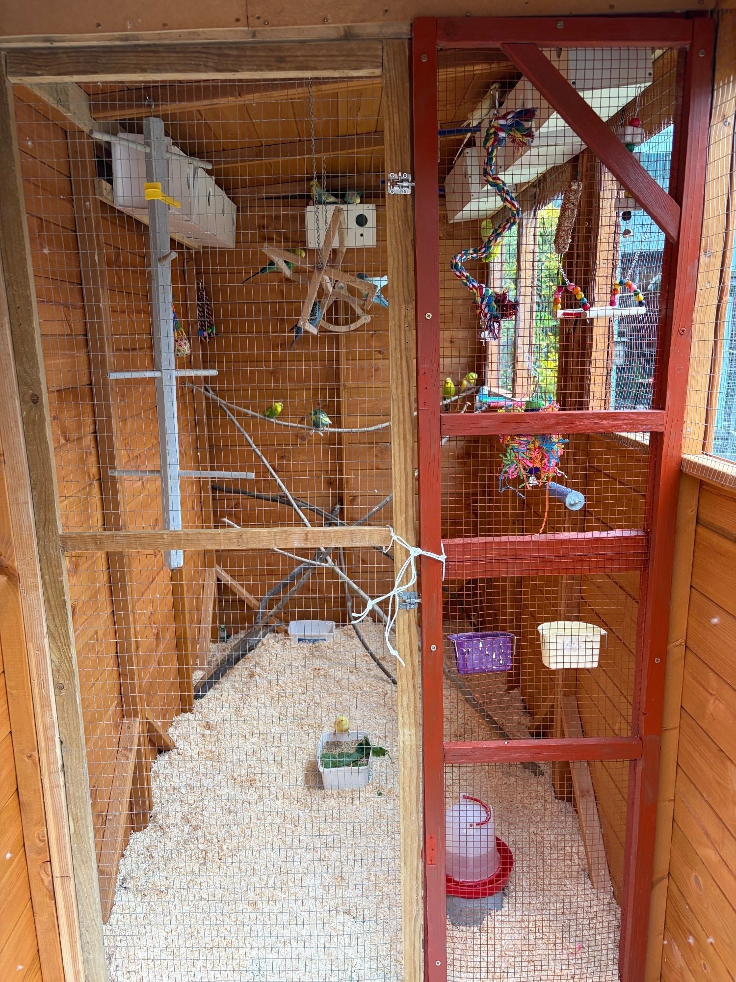 Bird Rehoming Service - small birds budgie, canaries, finches