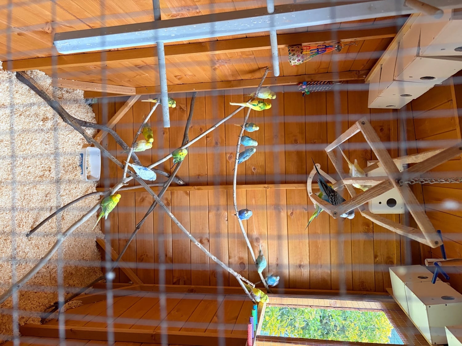 West Molesey Bird Rehoming Service - small birds budgie, canaries, finches