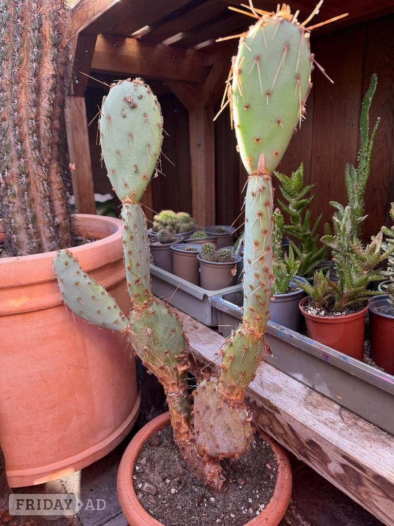 Mixed cacti collection