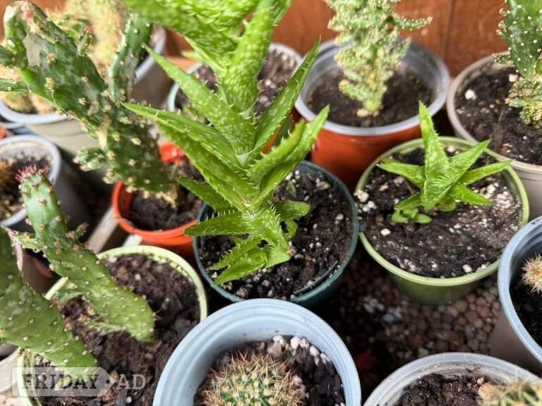 Mixed cacti collection in Worthing