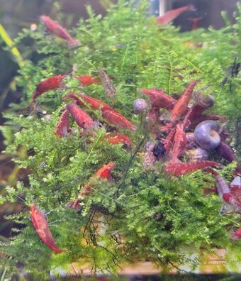 25 Shrimp for Aquariums. Great clean up crew. Plenty available