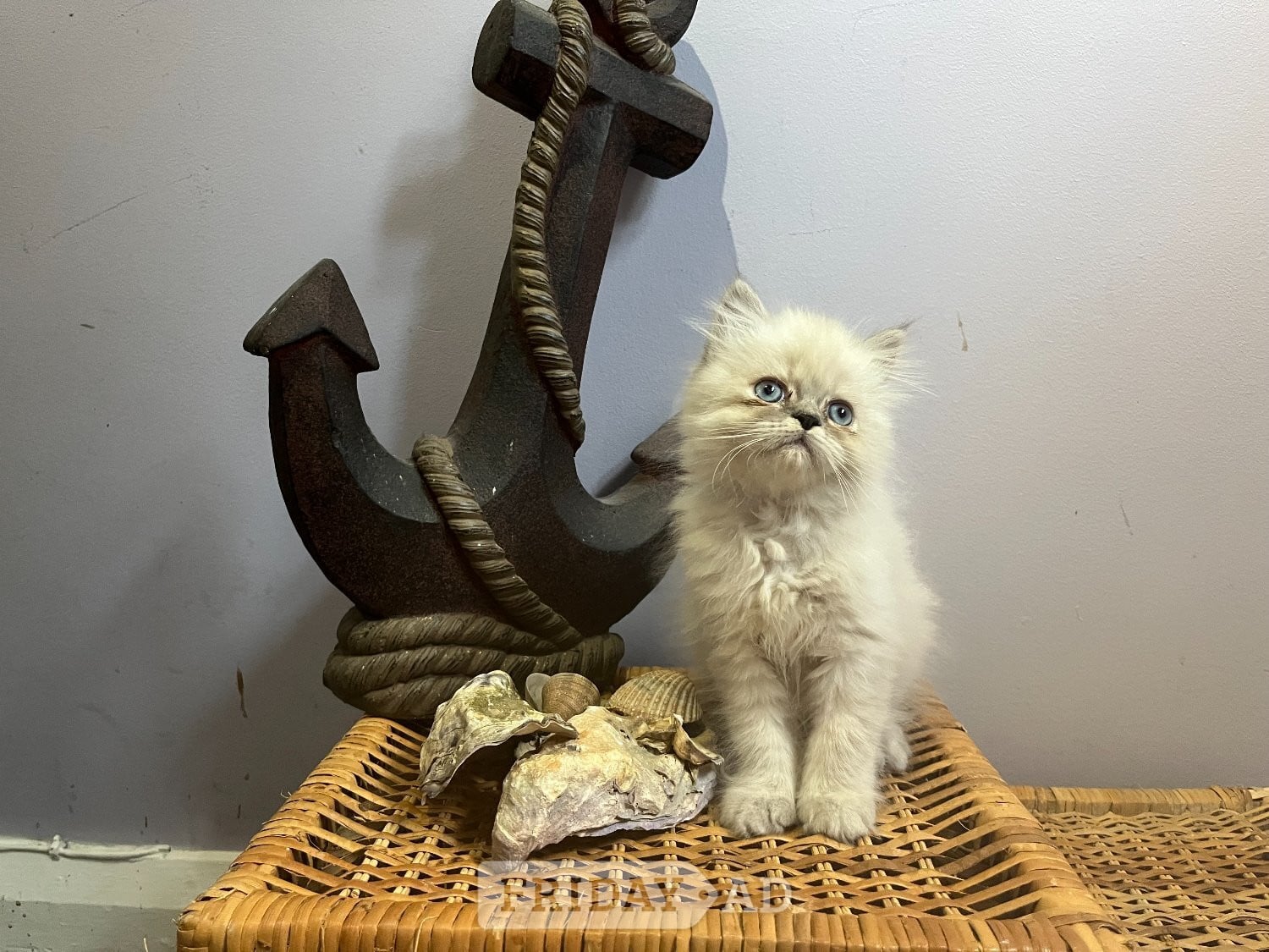 Ready Now. 3 blue colourpoint Persian kittens (M) in Bromley