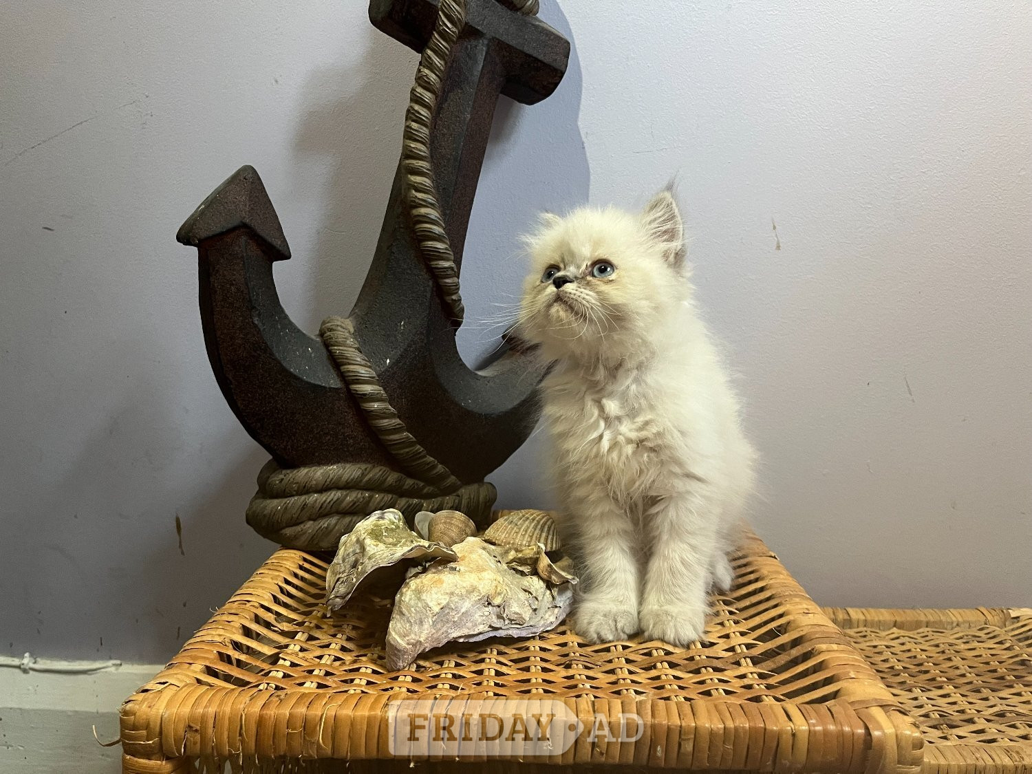 Ready Now. 3 blue colourpoint Persian kittens (M)