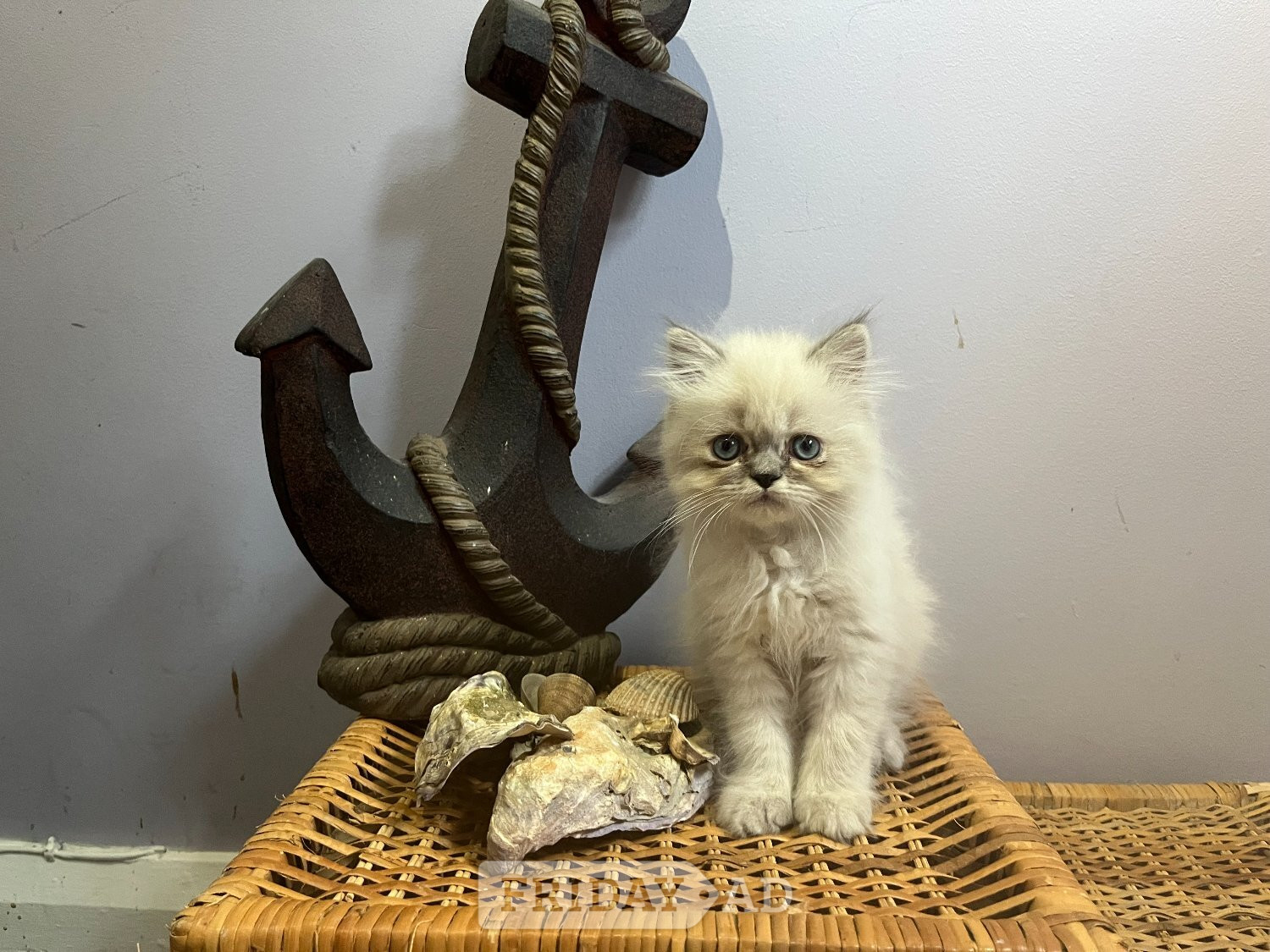 Bromley Ready Now. 3 blue colourpoint Persian kittens (M)