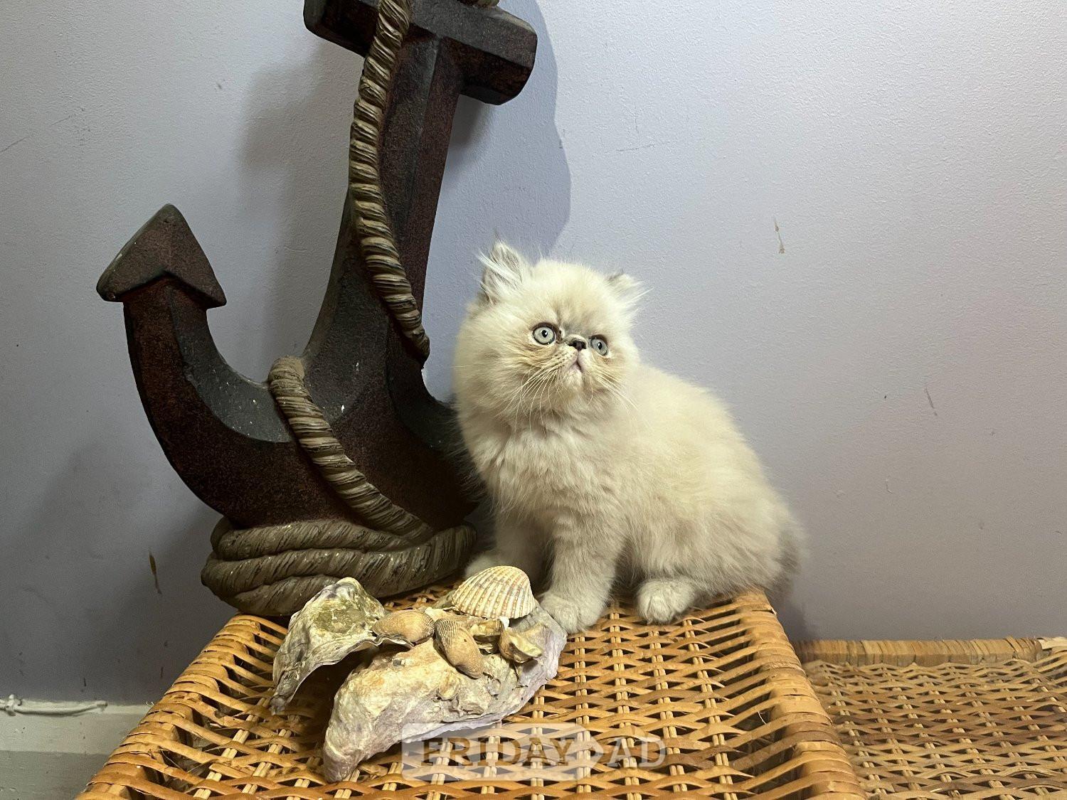 Ready Now. 3 blue colourpoint Persian kittens (M) - Cats & Kittens in Bromley