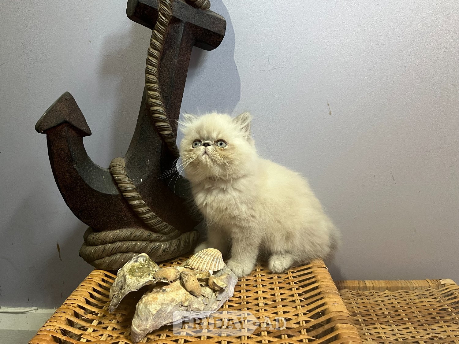 Ready Now. 3 blue colourpoint Persian kittens (M) - Cats & Kittens