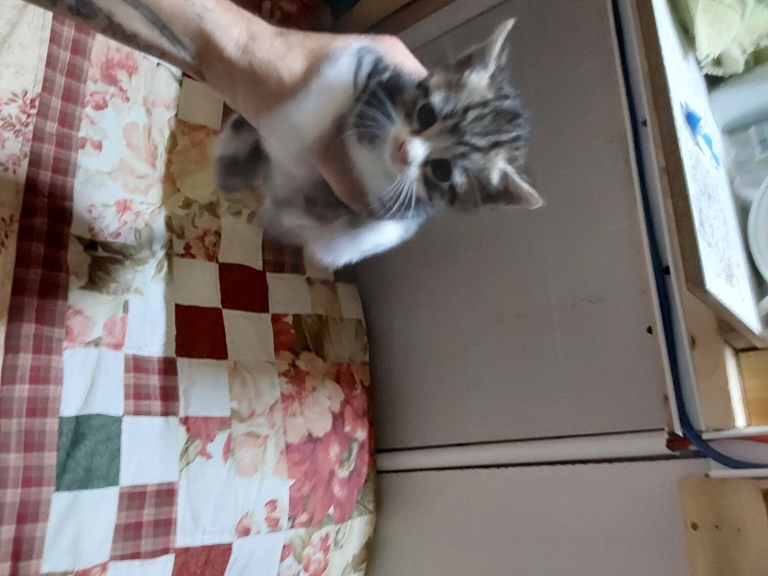 5 x Kittens, 2x Bengal mixed, B&W, 2x Black 